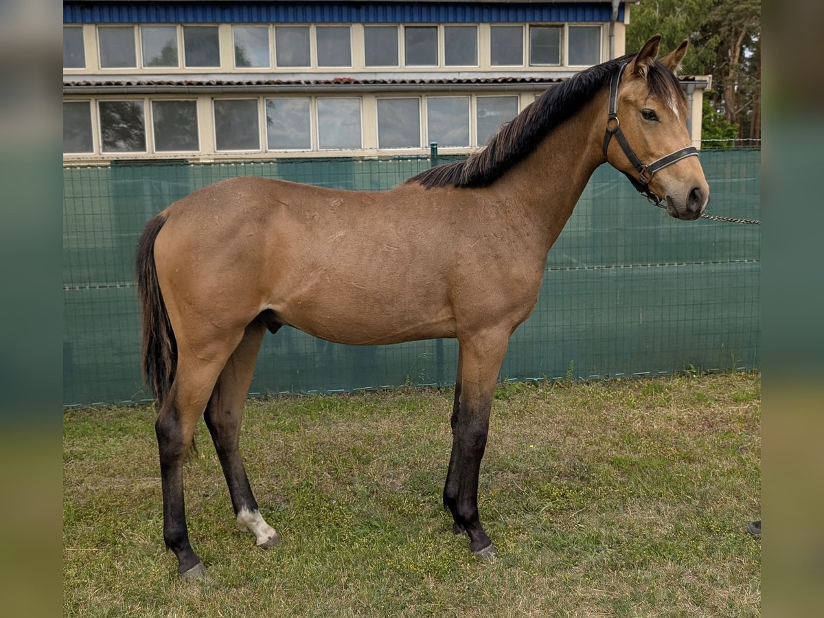 Pony tedesco Stallone 1 Anno 148 cm Pelle di daino in TrebbusBuchhain