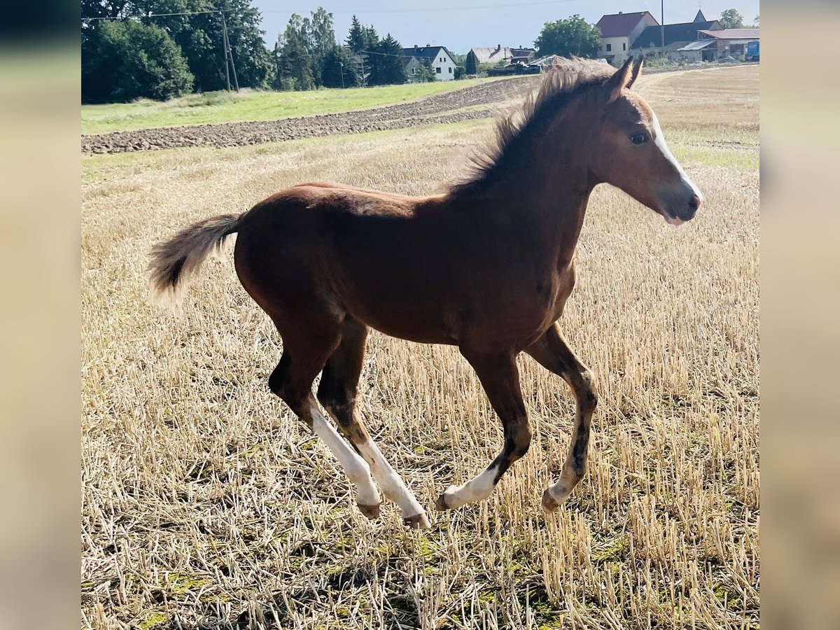 Pony tedesco Mix Stallone 1 Anno in ThümmlitzwaldeGrimma