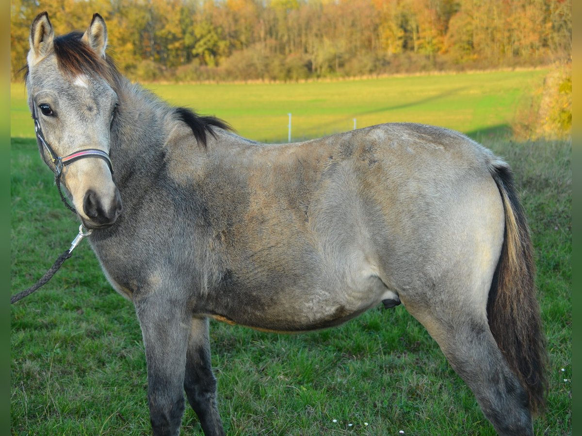 Pony tedesco Stallone 1 Anno Pelle di daino in Alsfeld