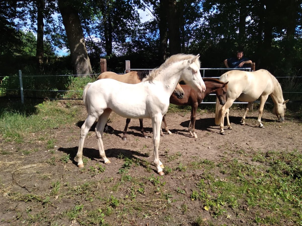 Pony tedesco Stallone 1 Anno Perlino in Meißenheim