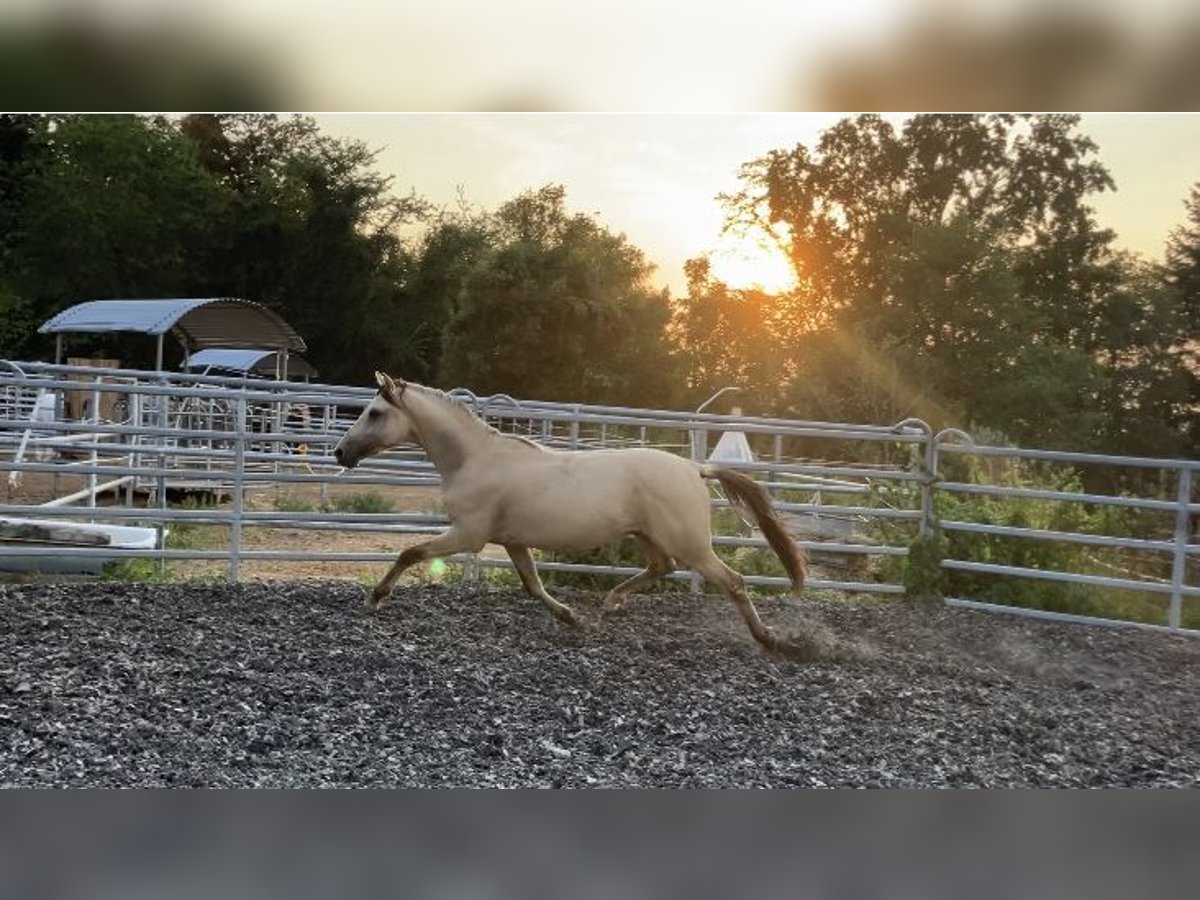 Pony tedesco Stallone 2 Anni 144 cm Falbo in St.Georgen an der Leys