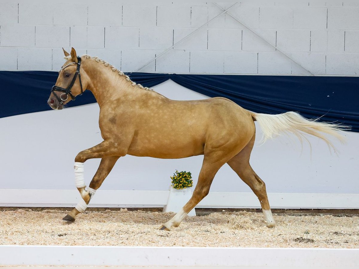 Pony tedesco Stallone 2 Anni 144 cm Palomino in Marsberg