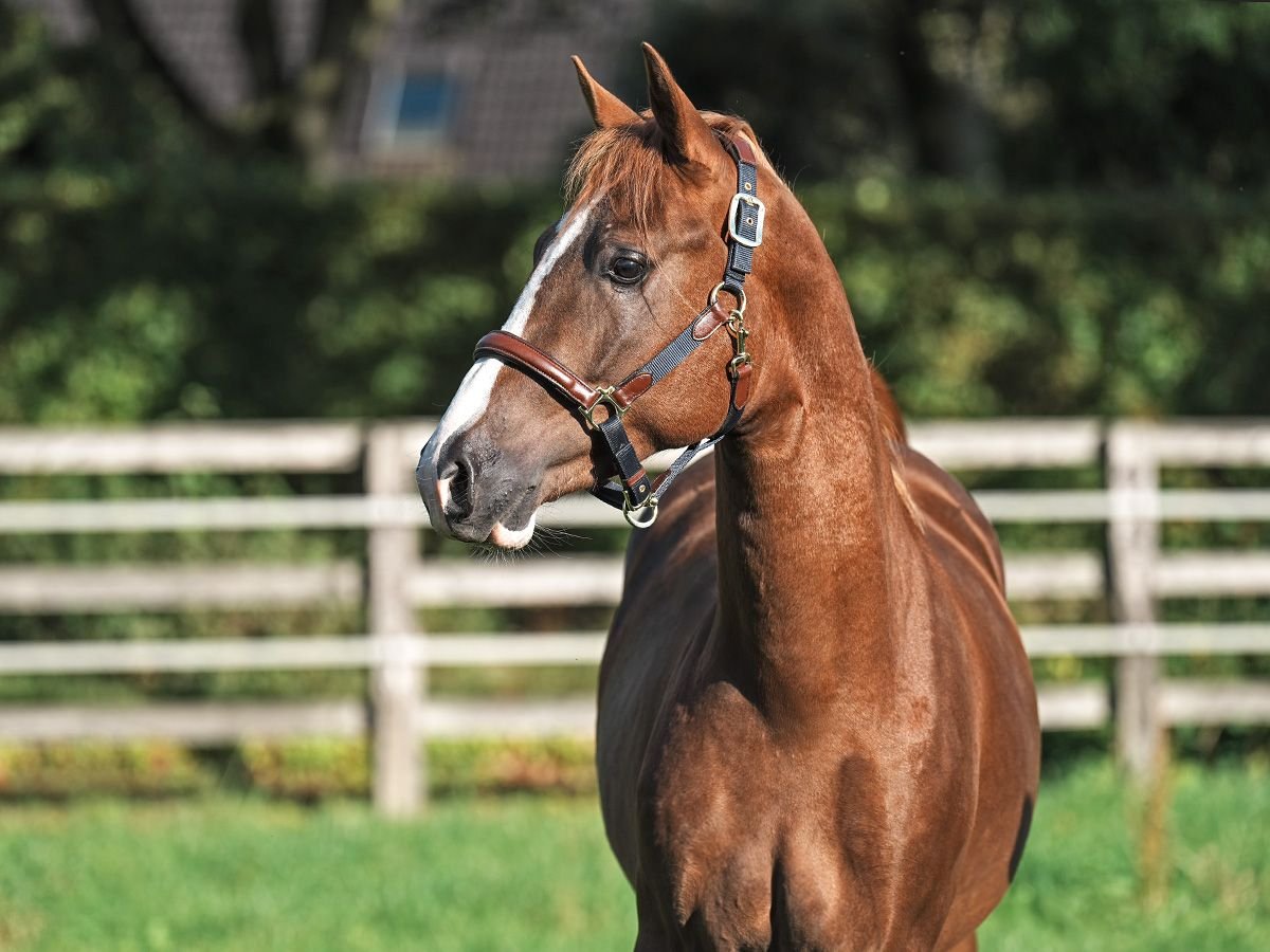 Pony tedesco Stallone 2 Anni 146 cm Sauro in Bedburg