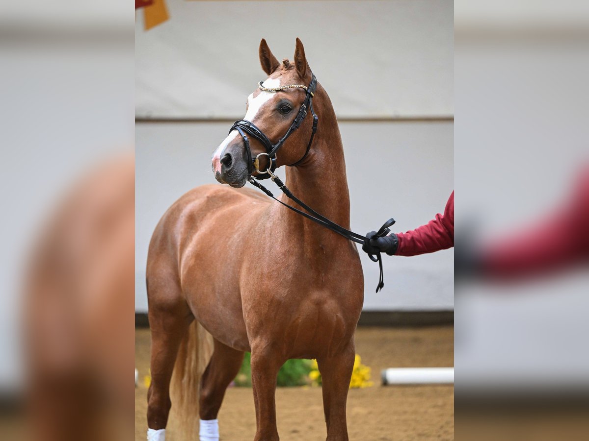 Pony tedesco Stallone 2 Anni 147 cm Sauro in Gomadingen