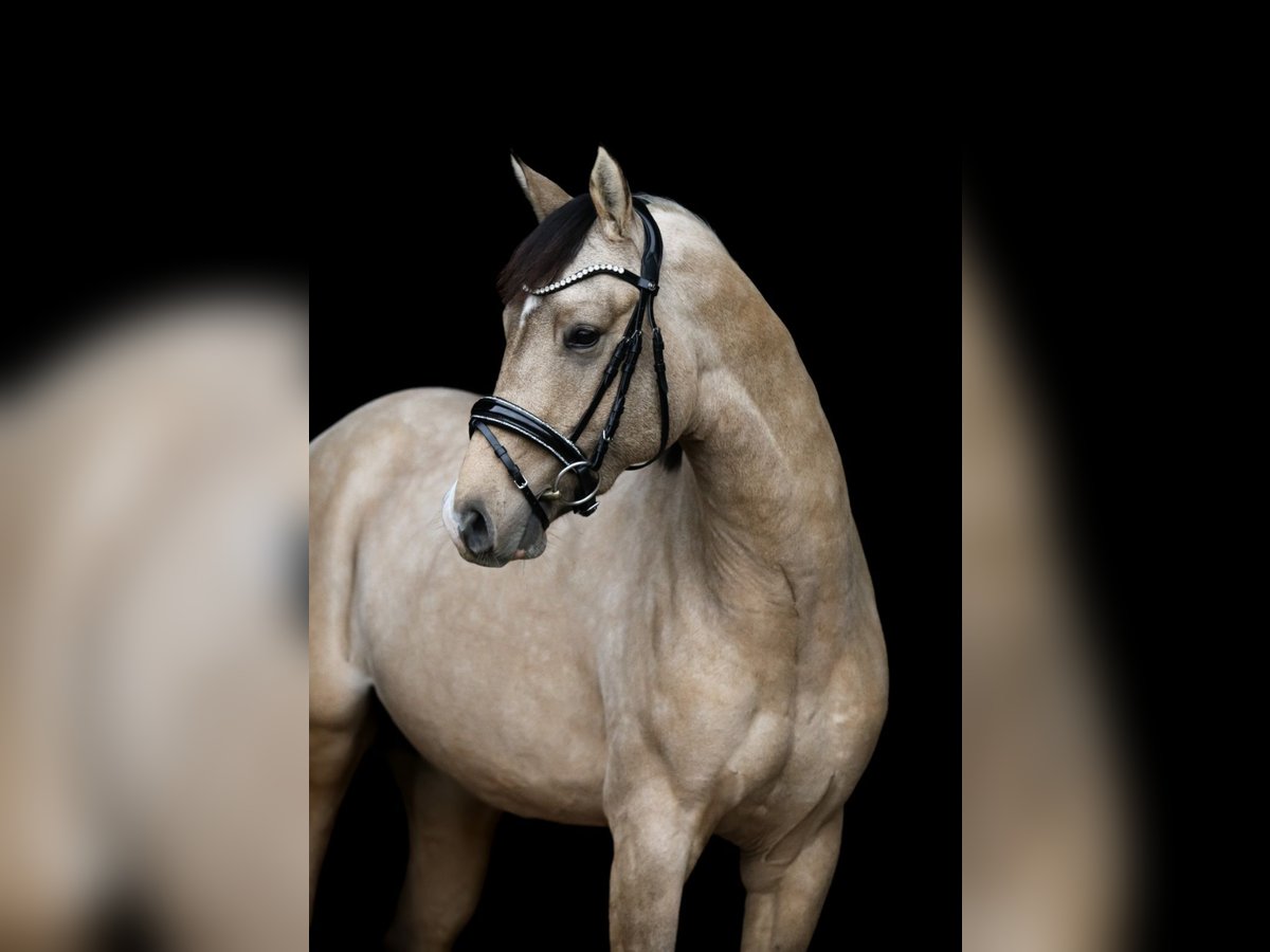 Pony tedesco Stallone 2 Anni 149 cm in P&#xF6;lzig