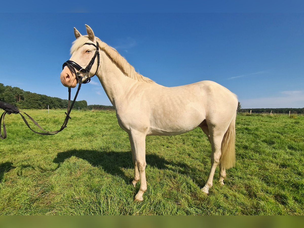 Pony tedesco Stallone 3 Anni 144 cm Cremello in Rosenau