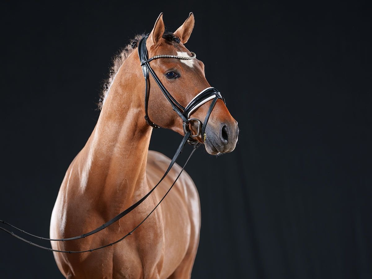 Pony tedesco Stallone 3 Anni 147 cm Falbo in Bedburg