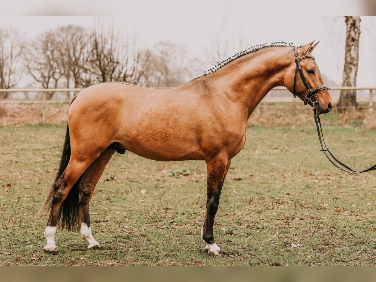 Pony tedesco Stallone 3 Anni 148 cm Falbo in Meinersen