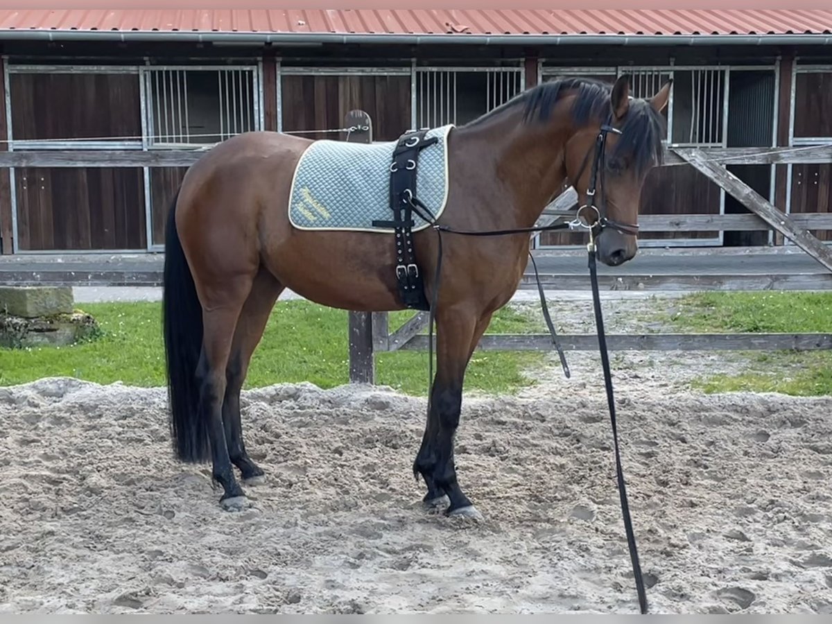 Pony tedesco Stallone 4 Anni 145 cm Baio in Wallrode