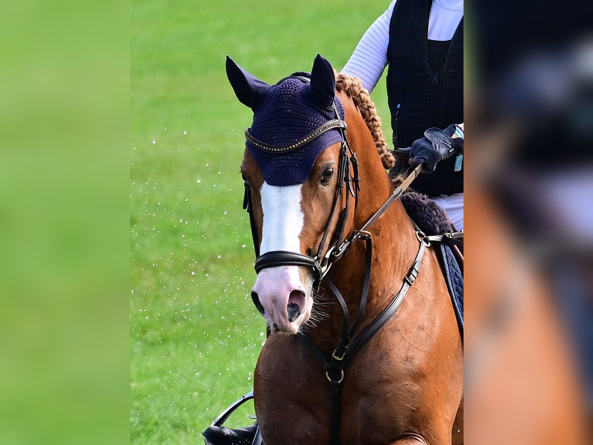 Pony tedesco Stallone 6 Anni 148 cm Sauro in Gomadingen