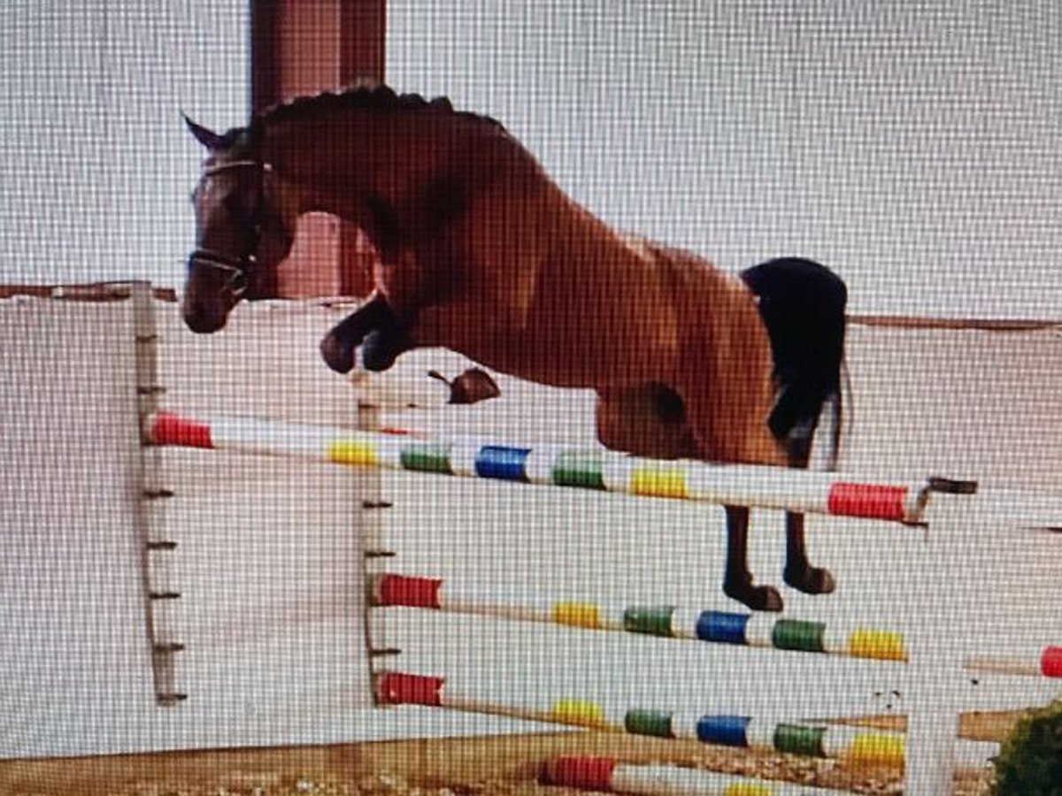 Pony tedesco Stallone 7 Anni 147 cm Baio in Süderlügum