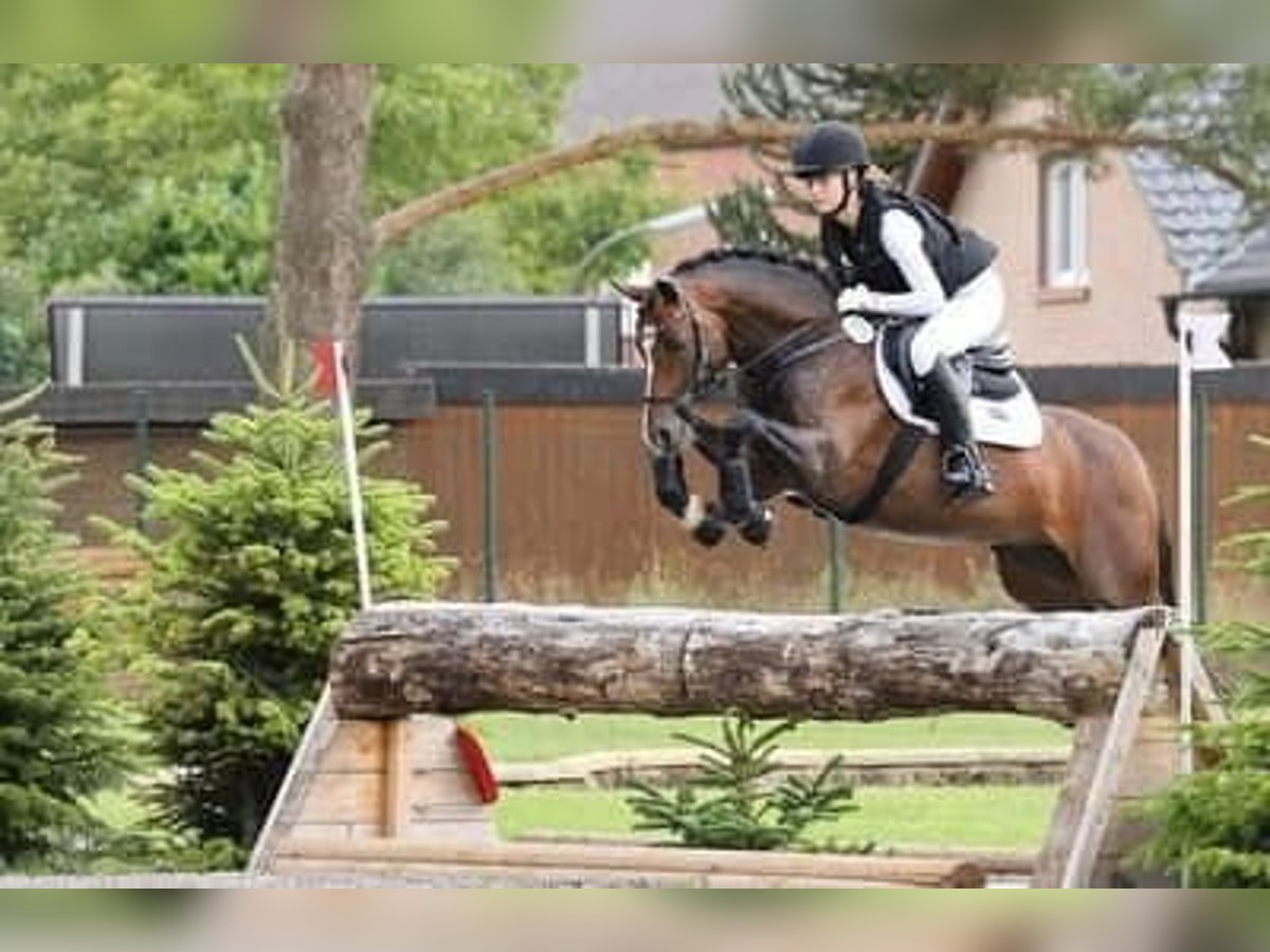 Pony tedesco Stallone 9 Anni 147 cm Baio scuro in Dörpstedt