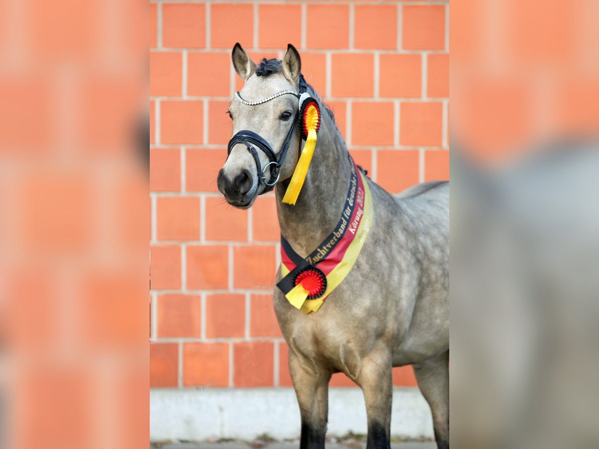 Pony tedesco Stallone Pelle di daino in Lippetal