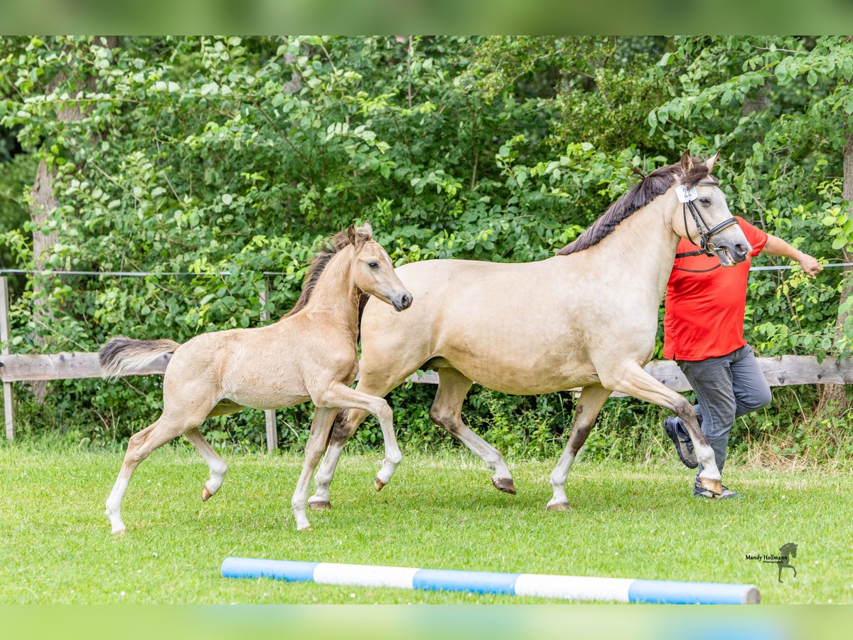 Pony tedesco Stallone Puledri (05/2025) 145 cm in Dunum