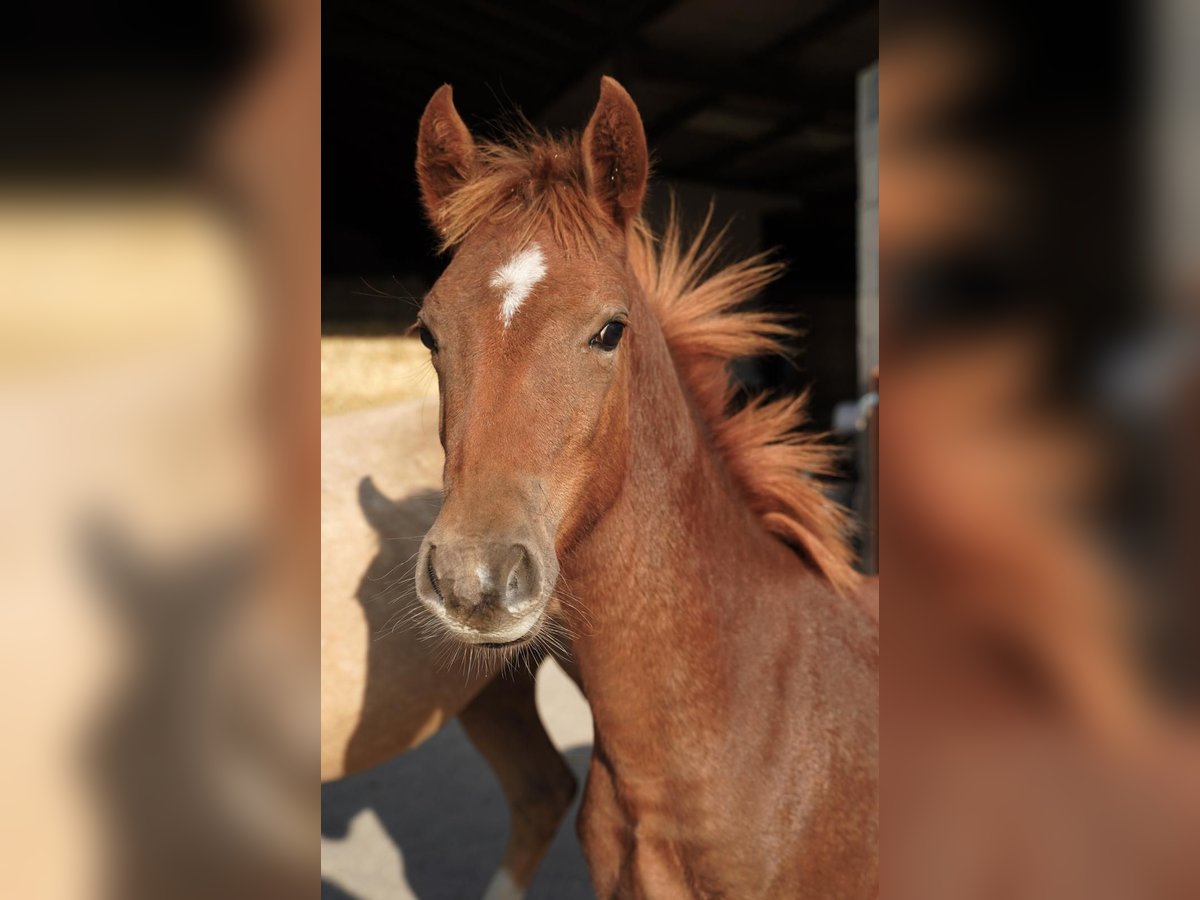 Pony tedesco Stallone Puledri (03/2025) 145 cm Sauro in Jesteburg