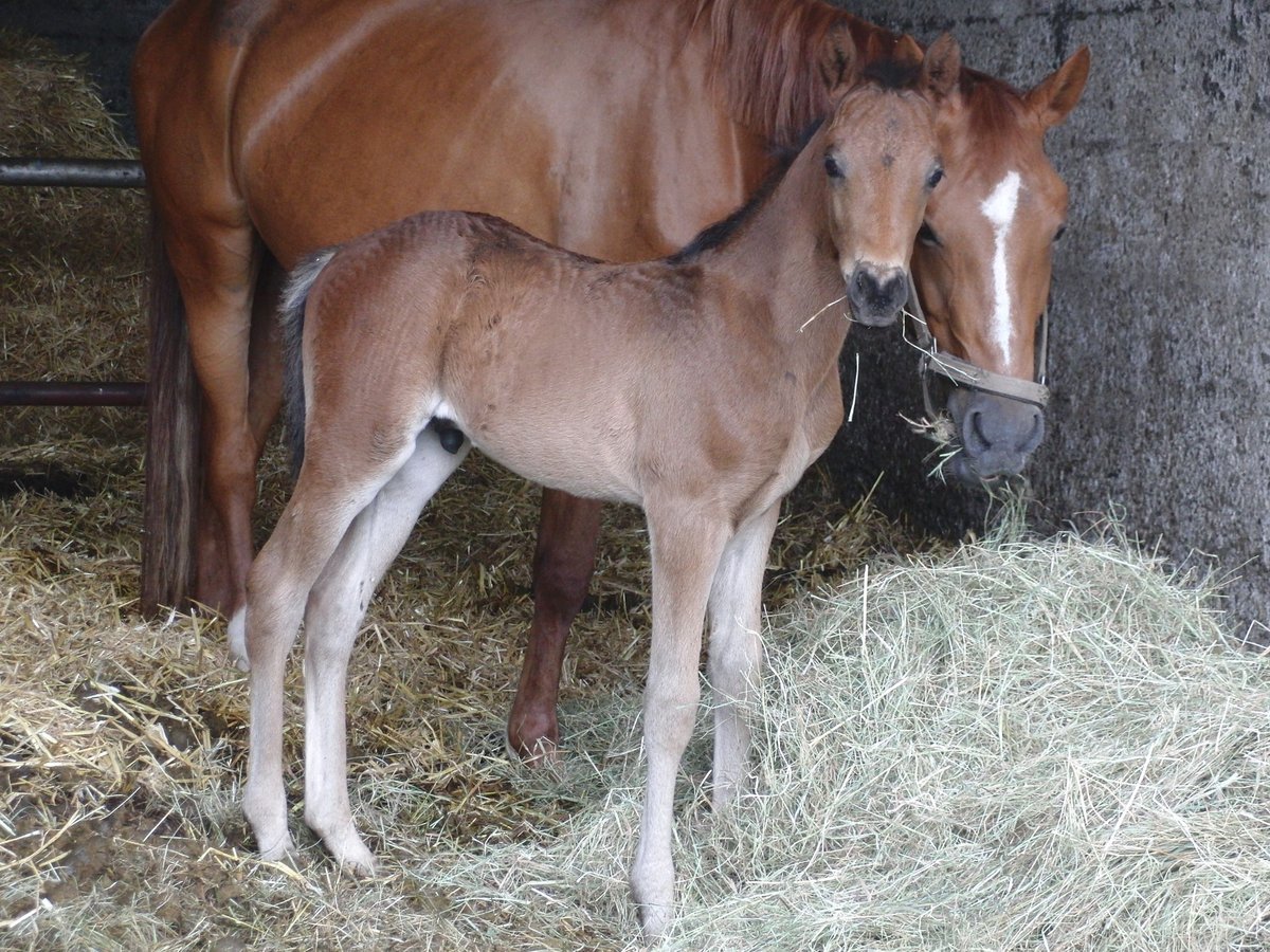 Pony tedesco Stallone Puledri (01/2025) 146 cm Baio nero in Lollar