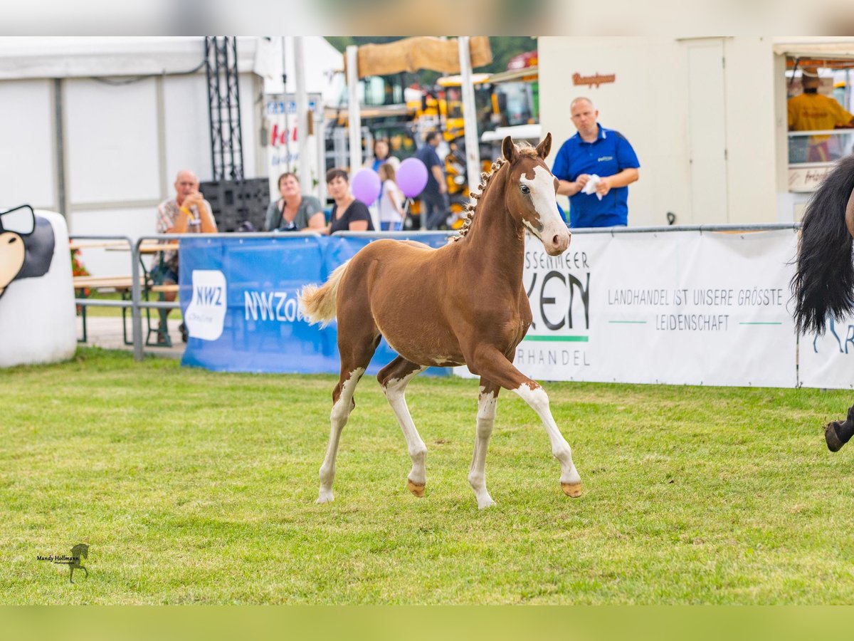 Pony tedesco Stallone Puledri
 (03/2024) 146 cm Sauro in Esens