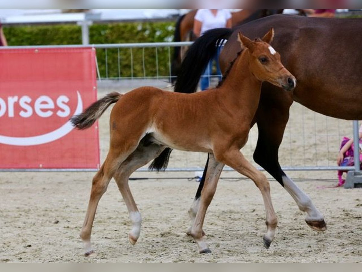 Pony tedesco Stallone Puledri (06/2025) 147 cm Baio in Luckau