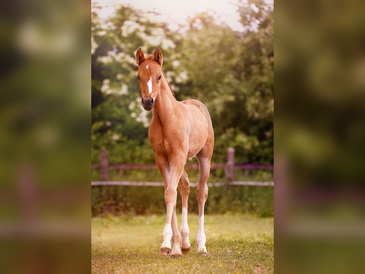 Pony tedesco Stallone  147 cm Falbo in Grevenbroich