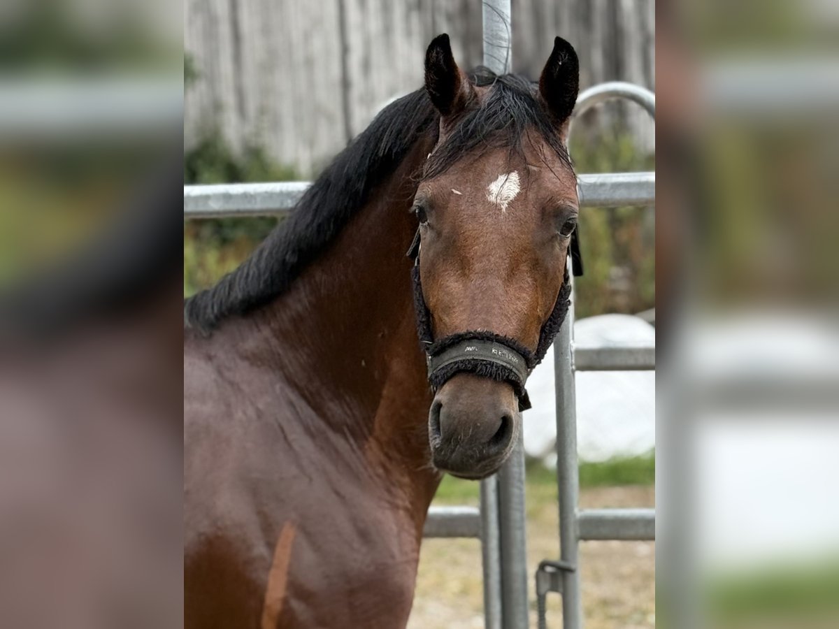 Pony tedesco Stallone Puledri (04/2025) 147 cm Sauro in Emmerthal