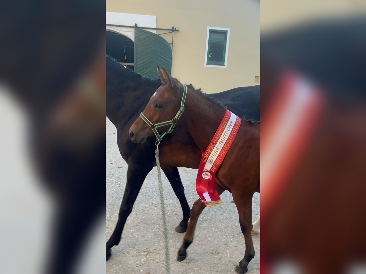 Pony tedesco Stallone Puledri (04/2025) 148 cm Baio chiaro in Manning