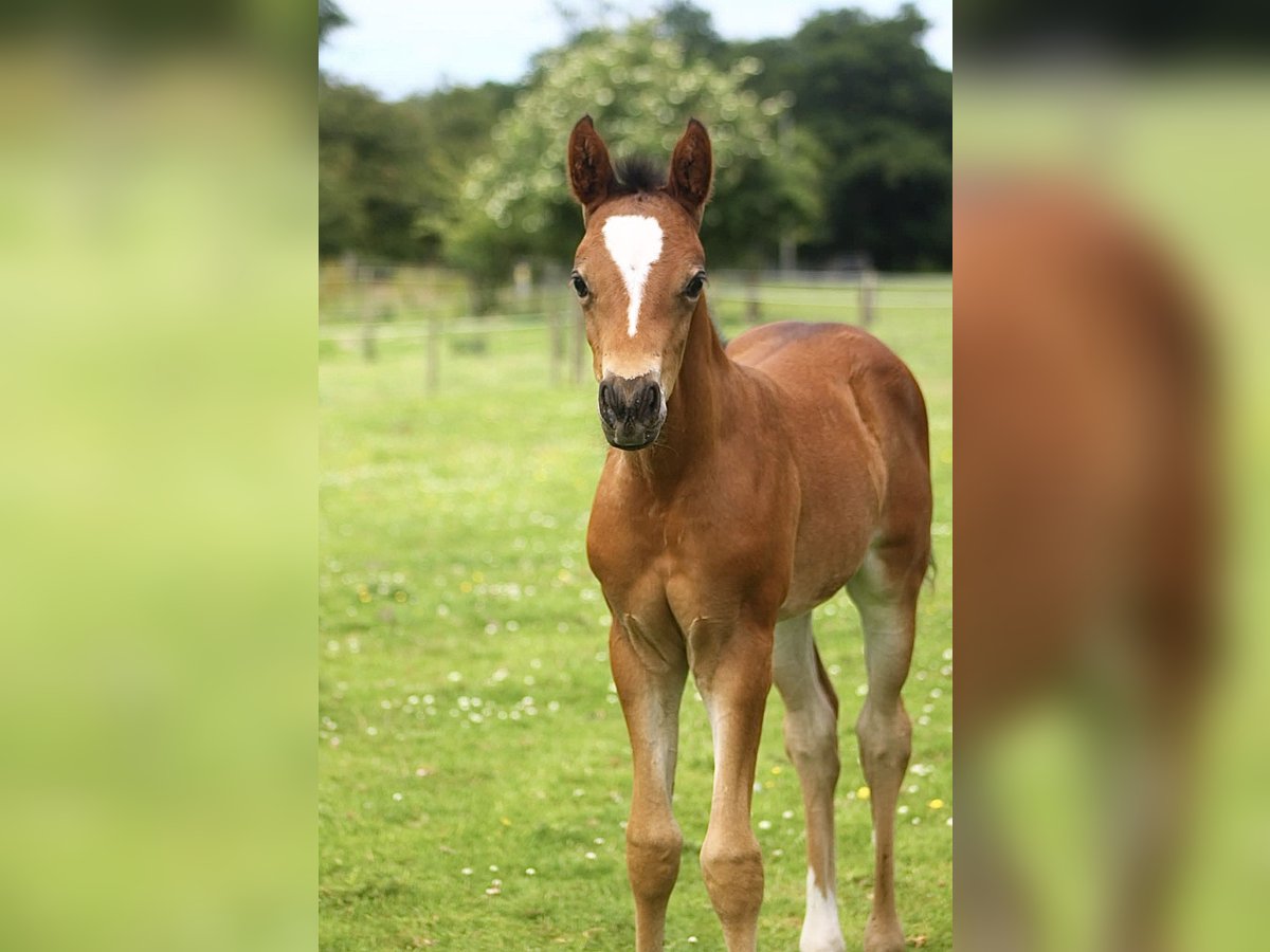 Pony tedesco Stallone Puledri (05/2025) 148 cm Baio ciliegia in Pencader