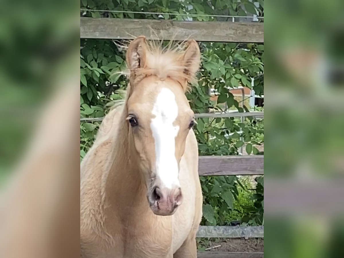Pony tedesco Stallone  148 cm Palomino in Achim