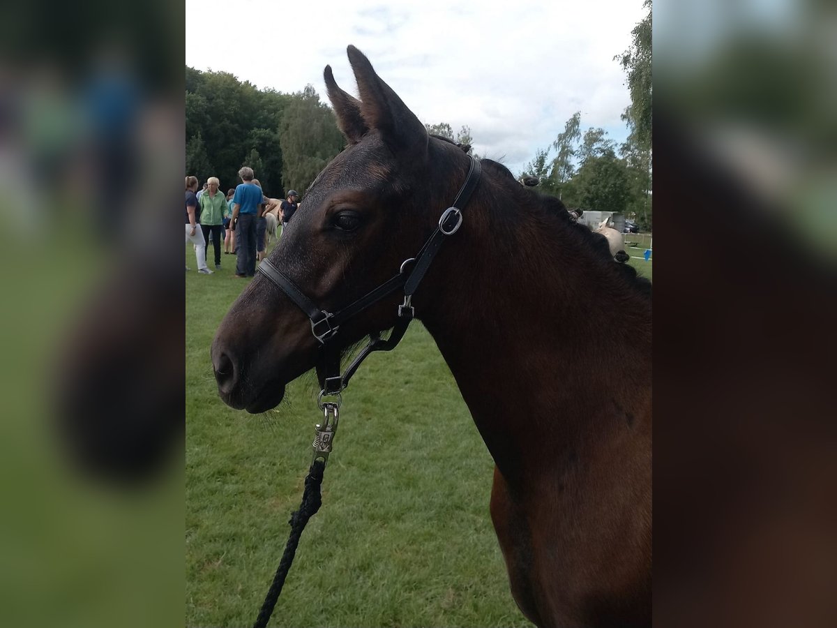 Pony tedesco Stallone Puledri (05/2024) 148 cm Può diventare grigio in Süderstapel