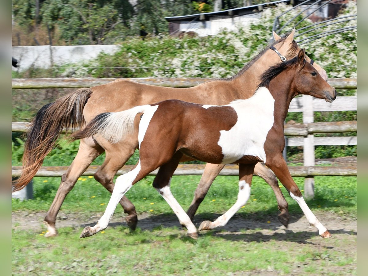 Pony tedesco Stallone Puledri (03/2025) 148 cm Tobiano-tutti i colori in G&#xF6;denrothM&#xF6;rsdorf