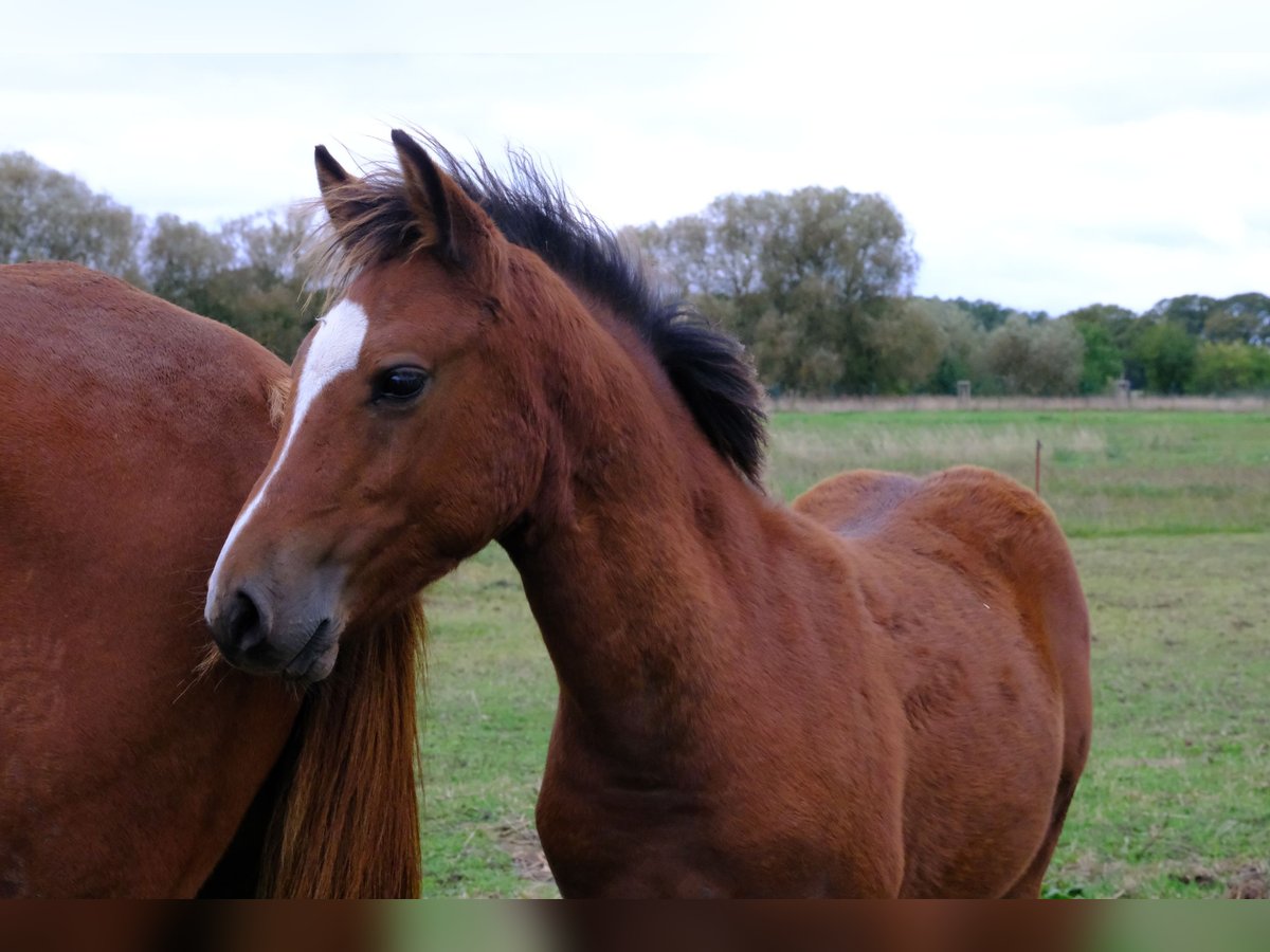 Pony tedesco Stallone  Baio in Bismark (Altmark)