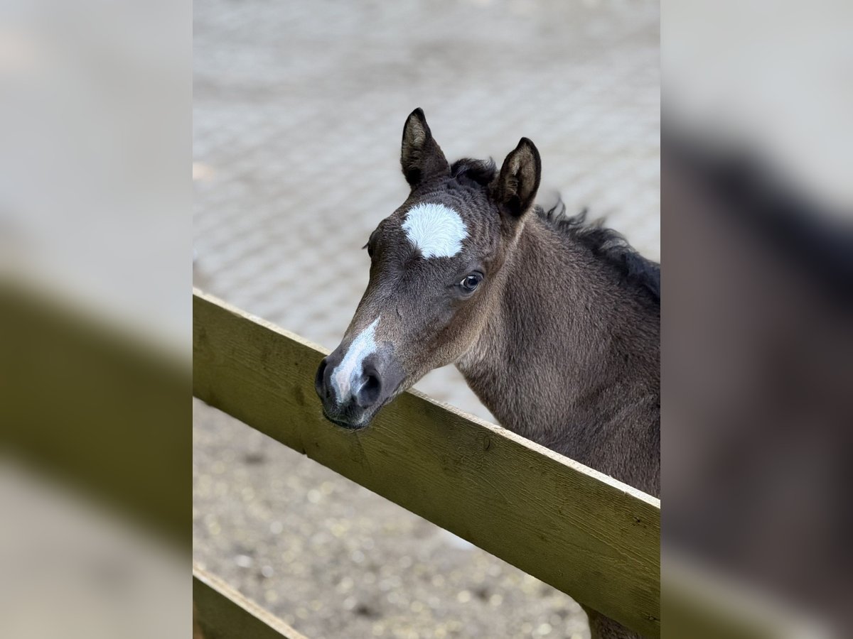 Pony tedesco Stallone  Pelle di daino in Ampfing