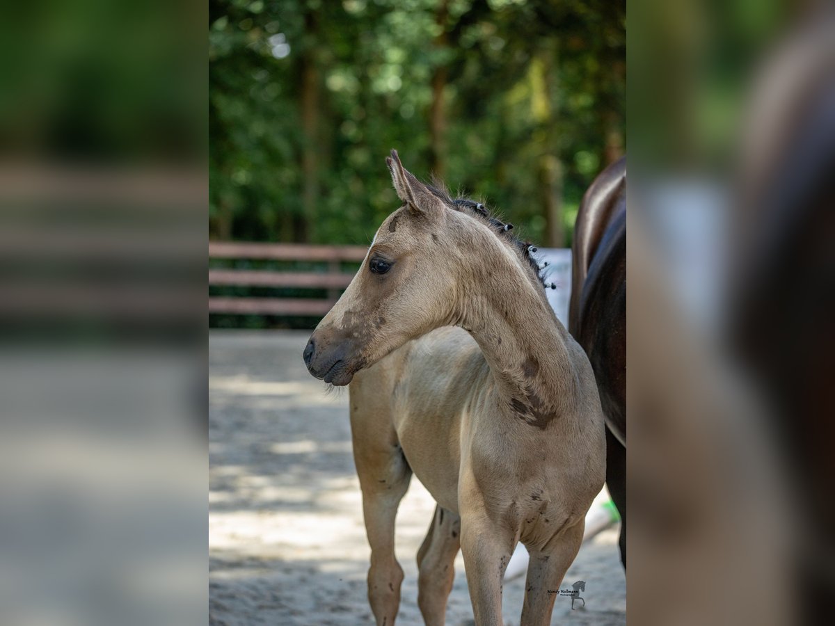 Pony tedesco Stallone Puledri (05/2024) Pelle di daino in Bad Essen