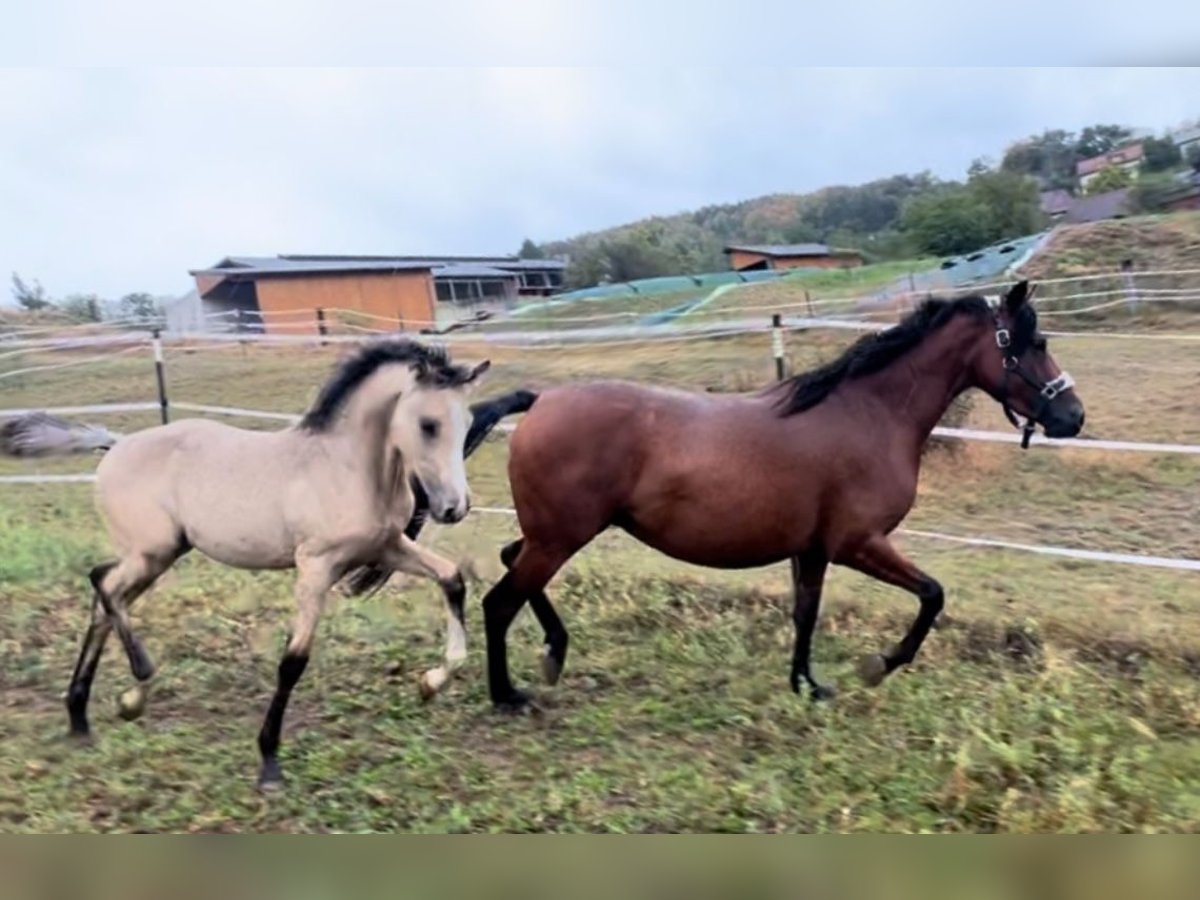 Pony tedesco Stallone  Pelle di daino in Pitten