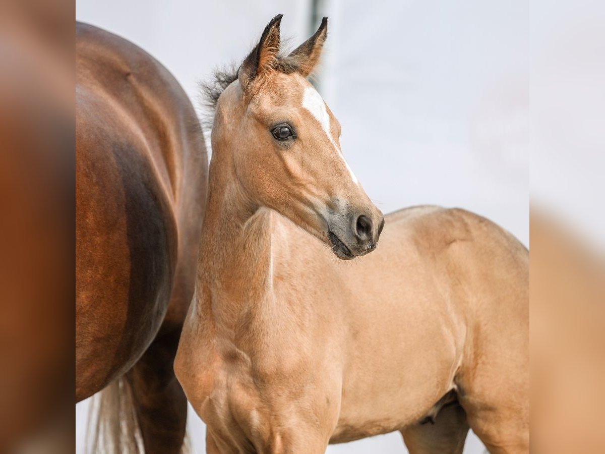 Pony tedesco Stallone Puledri (05/2024) Pelle di daino in Münster-Handorf