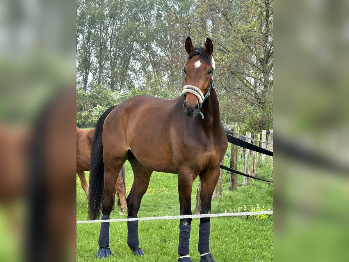 Pony/Kleinpferd zur Verfügung gesucht