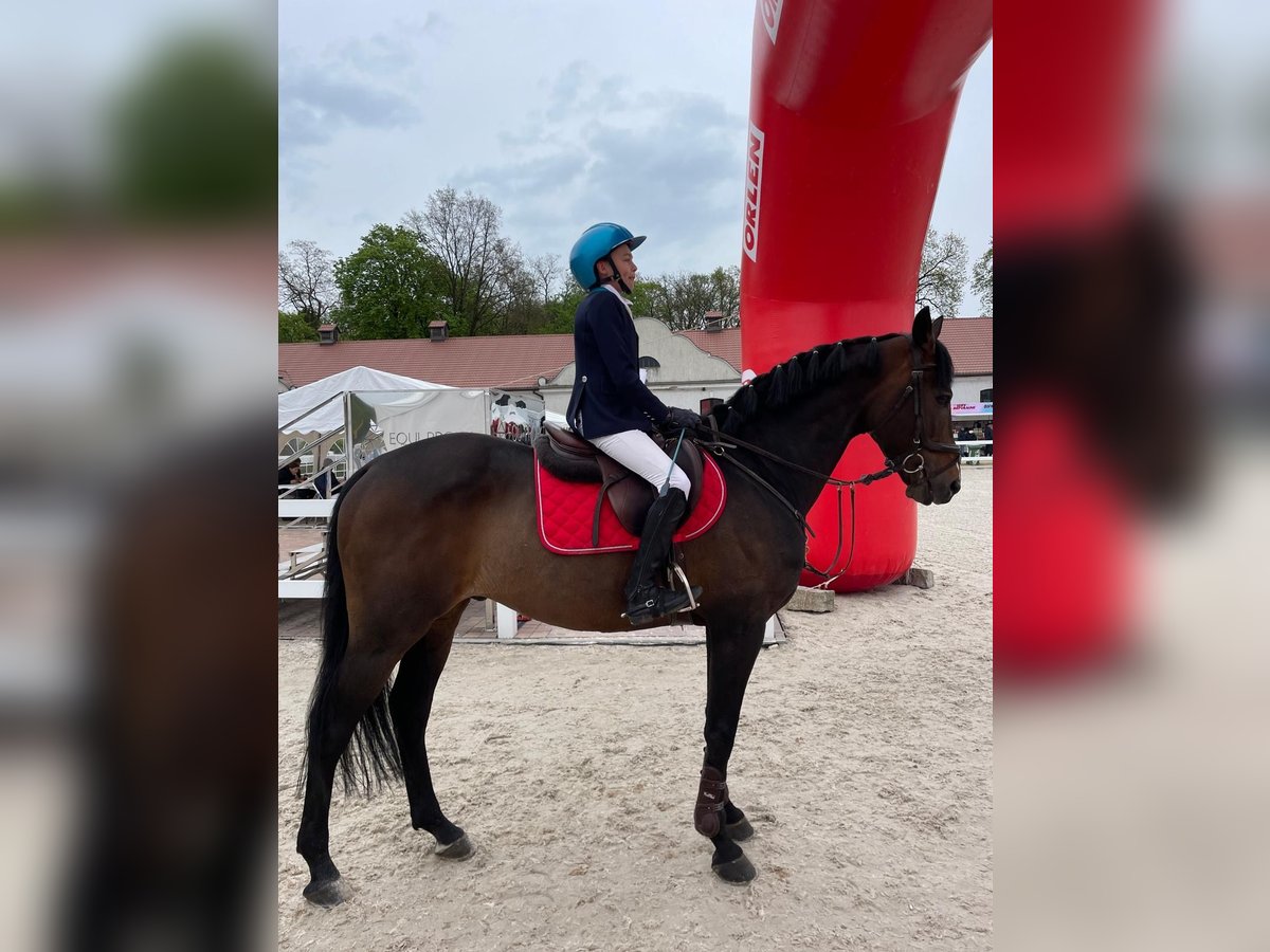 Pools halfbloed Hengst 16 Jaar 165 cm Donkerbruin in Robercin