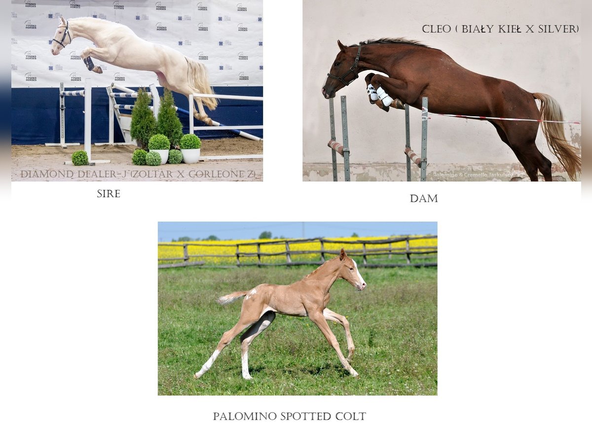 Pools halfbloed Hengst  167 cm Palomino in Piecowice