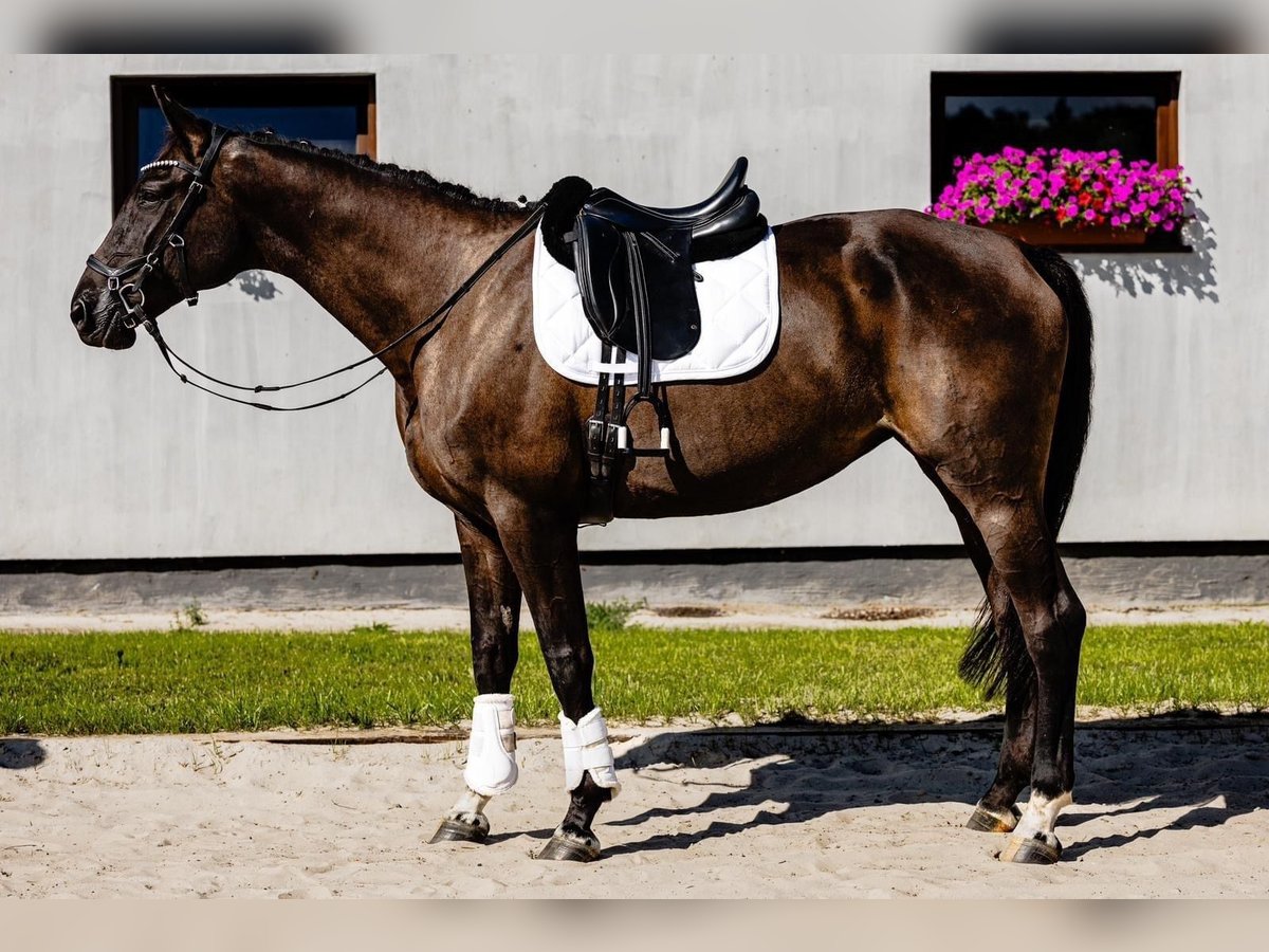 Pools halfbloed Merrie 10 Jaar 175 cm Zwart in Frombork