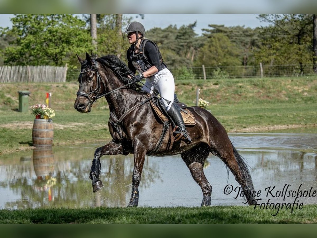 Pools halfbloed Merrie 12 Jaar 166 cm Donkerbruin in Schwalmtal