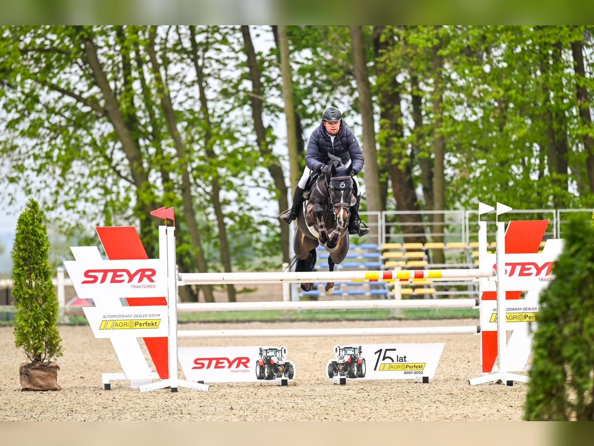 Pools halfbloed Merrie 13 Jaar 168 cm Zwartbruin in Kcynia