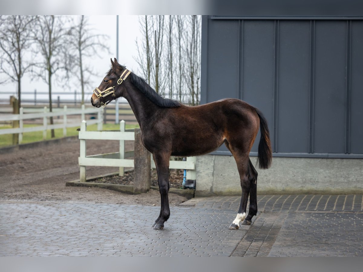 Pools halfbloed Merrie 1 Jaar Bruin in Serock