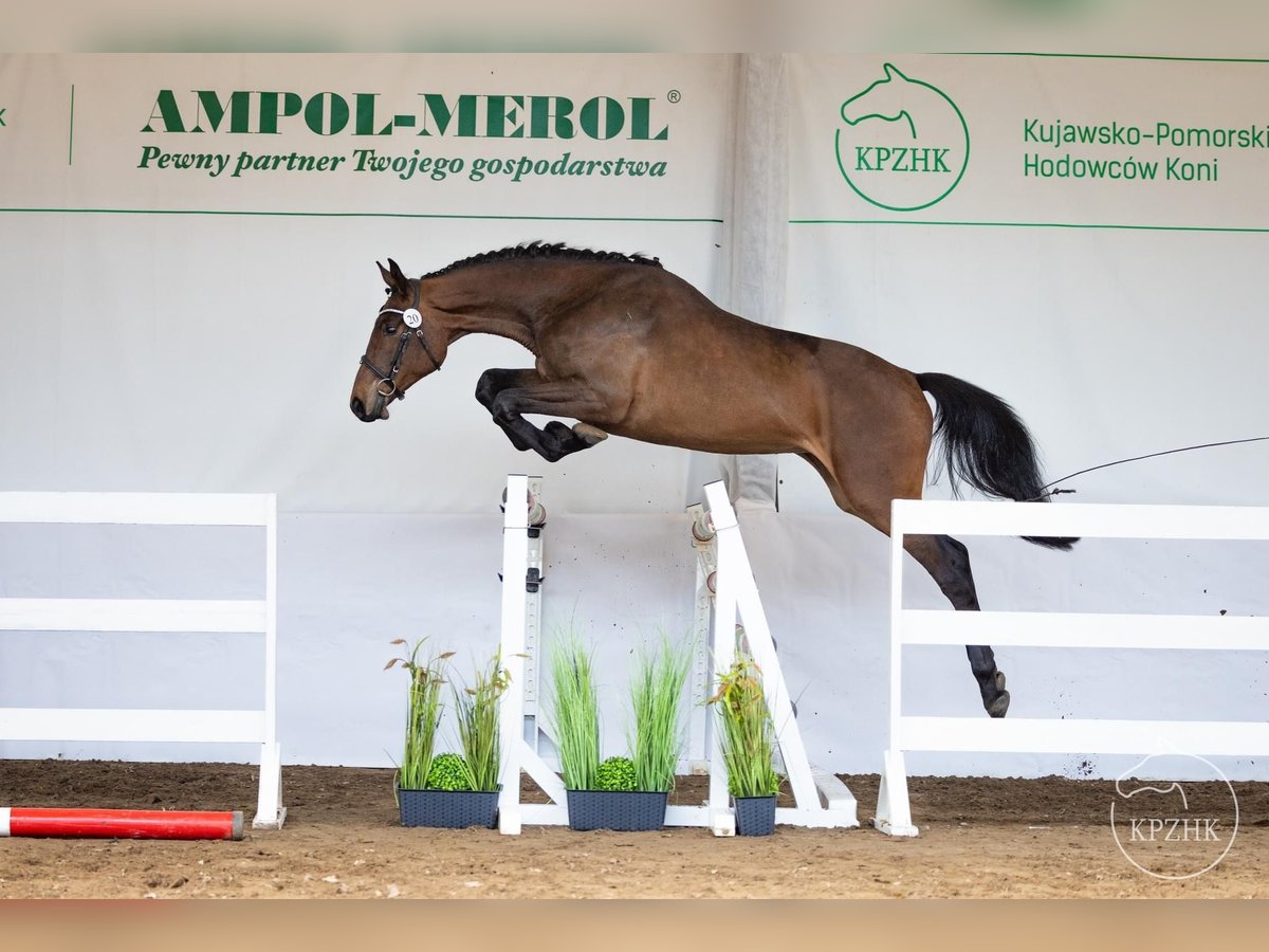 Pools halfbloed Merrie 2 Jaar 160 cm Bruin in Drozdowo