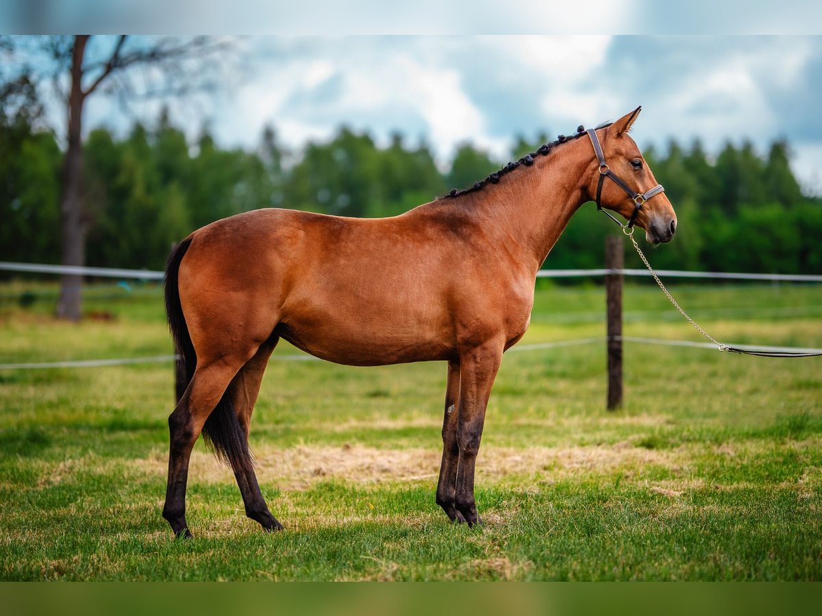 Pools halfbloed Merrie 2 Jaar 162 cm Bruin in Aleksandria Druga