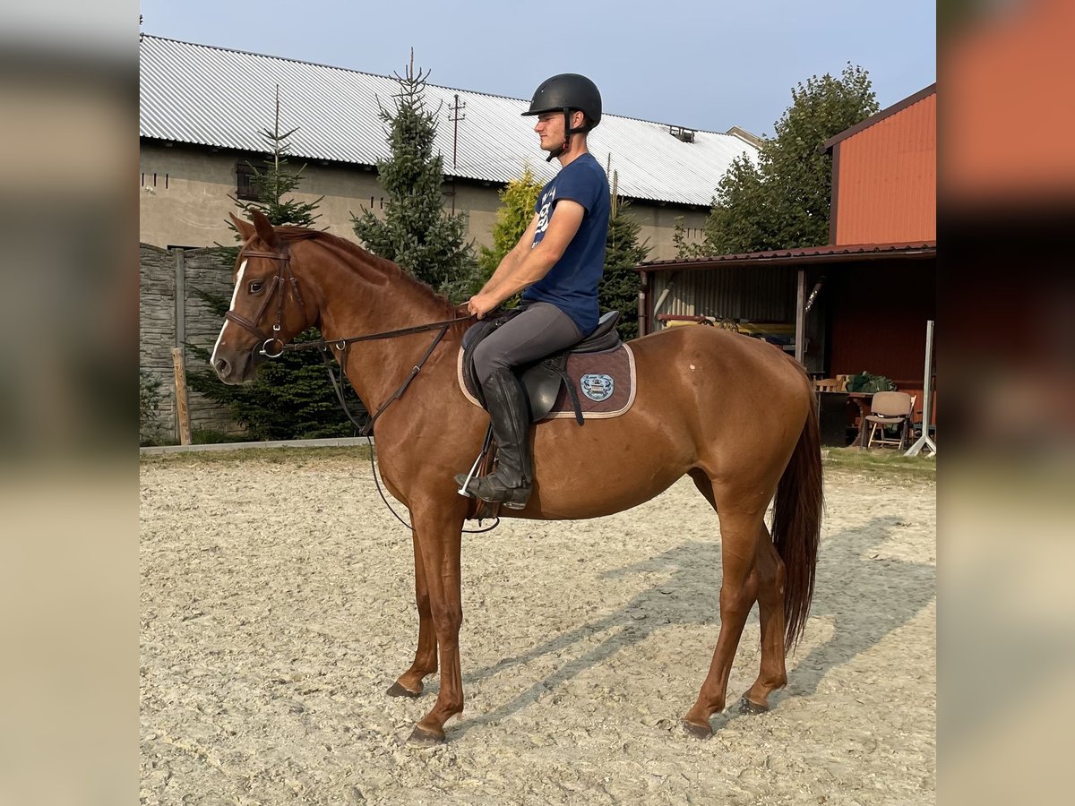 Pools halfbloed Merrie 3 Jaar 153 cm Vos in Paruszka