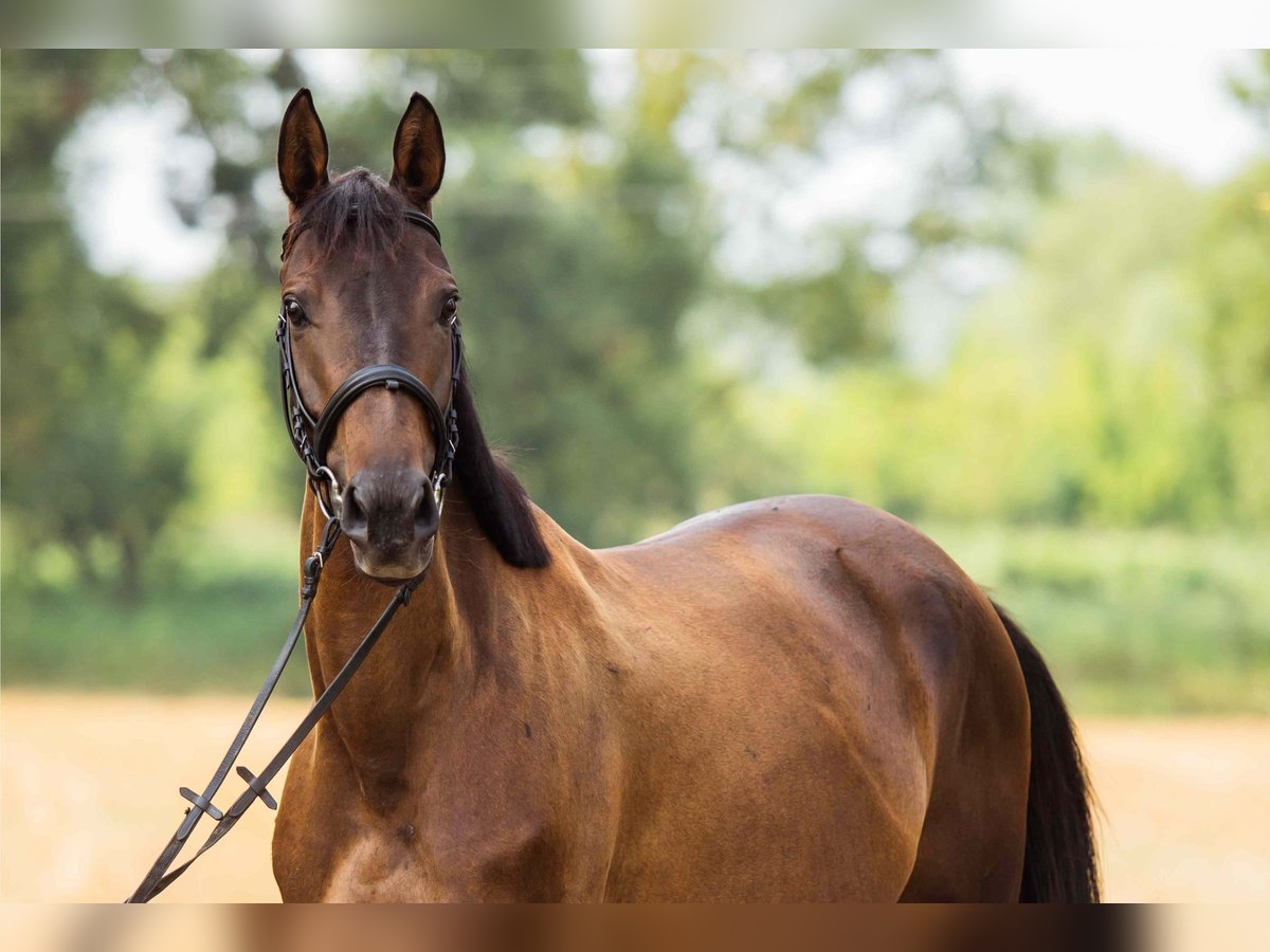 Pools halfbloed Merrie 5 Jaar 160 cm Zwartbruin in Sochaczew