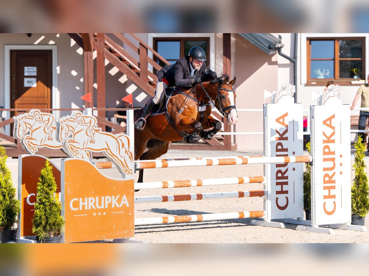 Pools halfbloed Merrie 5 Jaar 164 cm Roodbruin in W&#x105;wa&#x142;