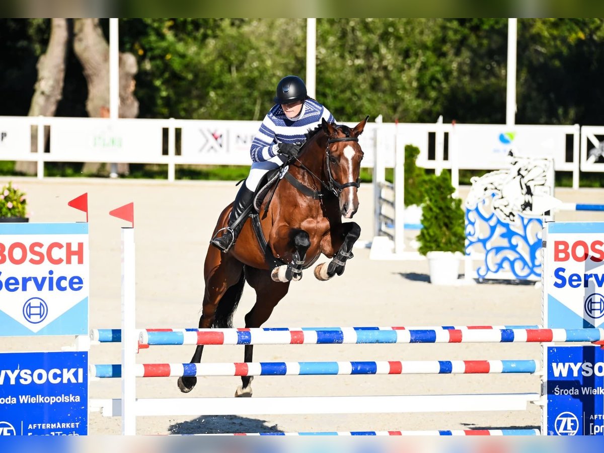 Pools halfbloed Merrie 5 Jaar 168 cm Roodbruin in Chwa&#x142;owice