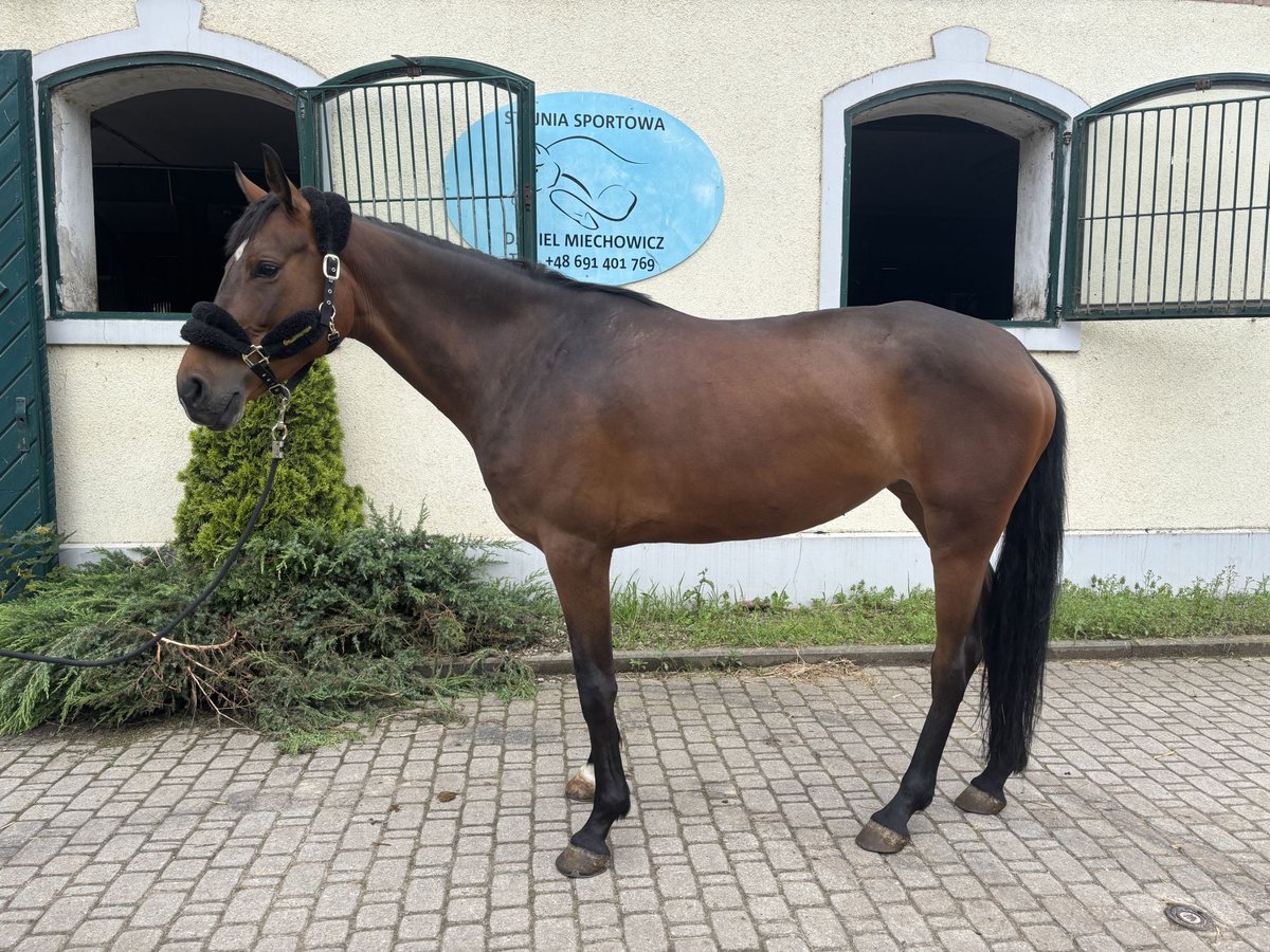 Pools halfbloed Merrie 5 Jaar 170 cm Roodbruin in W&#xF3;jcin