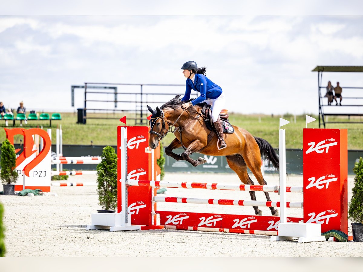 Pools halfbloed Merrie 6 Jaar 165 cm Roodbruin in Rybno Wielkie