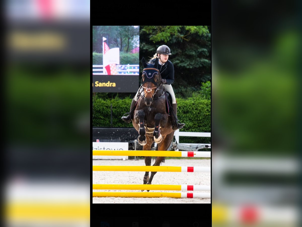 Pools halfbloed Merrie 7 Jaar 167 cm Zwartbruin in Modrzewie